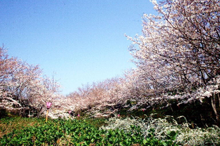 平草原公園桜まつり（白浜）